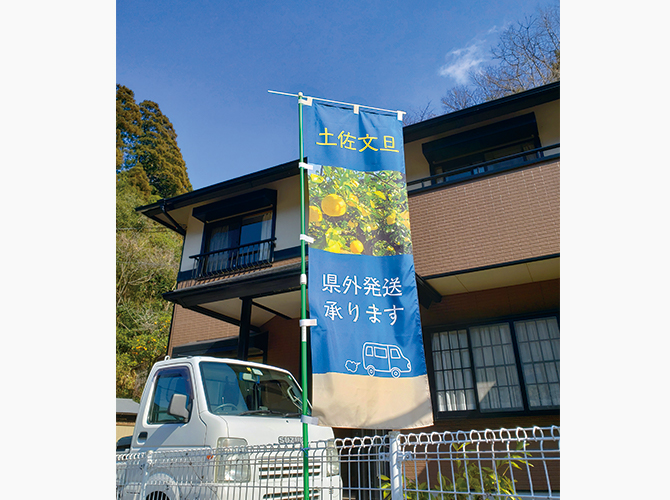 土佐文旦のぼり