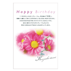 11月（スプレーマム）