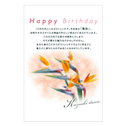 12月（ストレリチア）