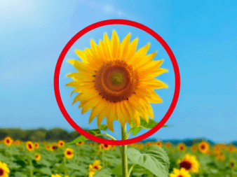 くり抜きたい写真の上に図形を配置